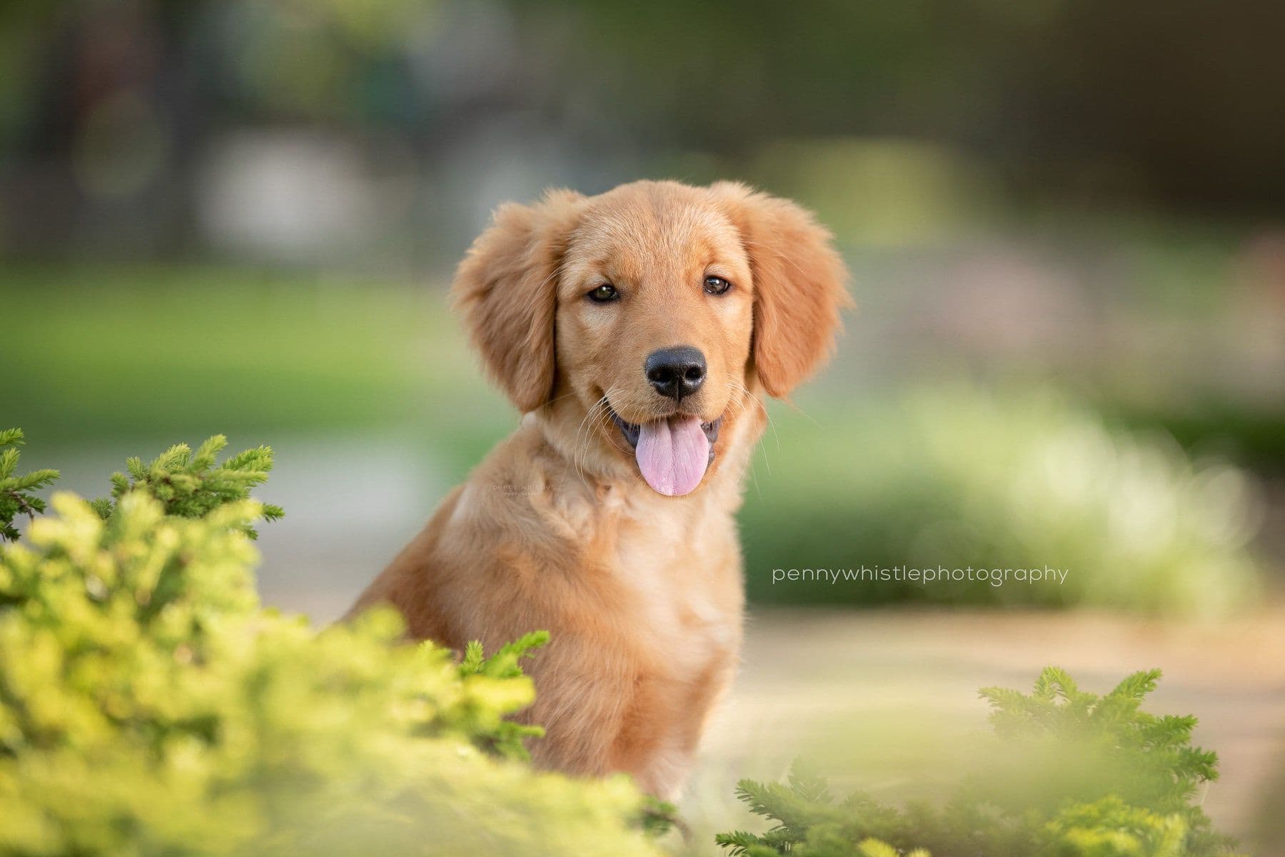 Golden retriever in nature