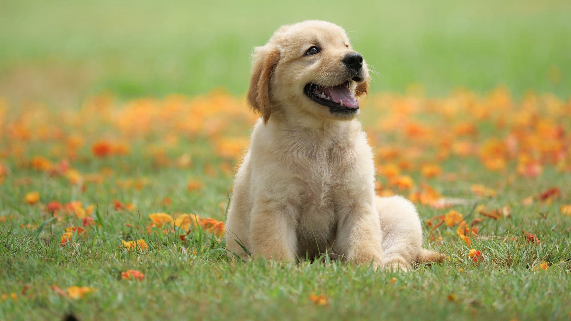 Playful golden puppy