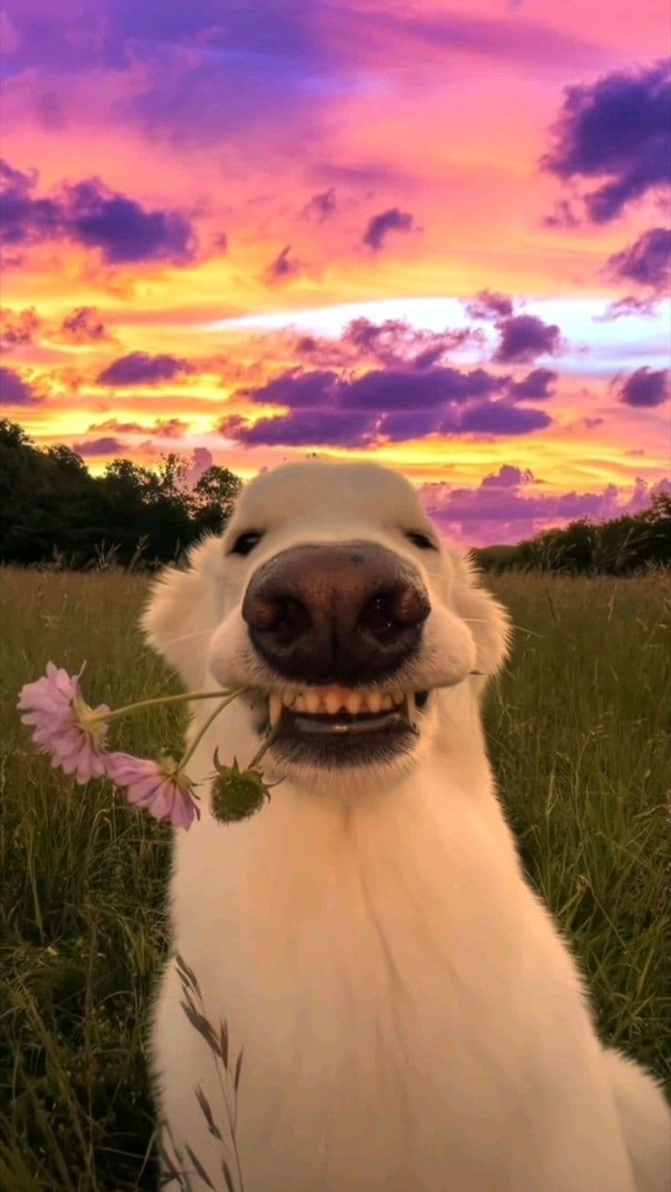 Smiling golden retriever enjoying the outdoors at sunset