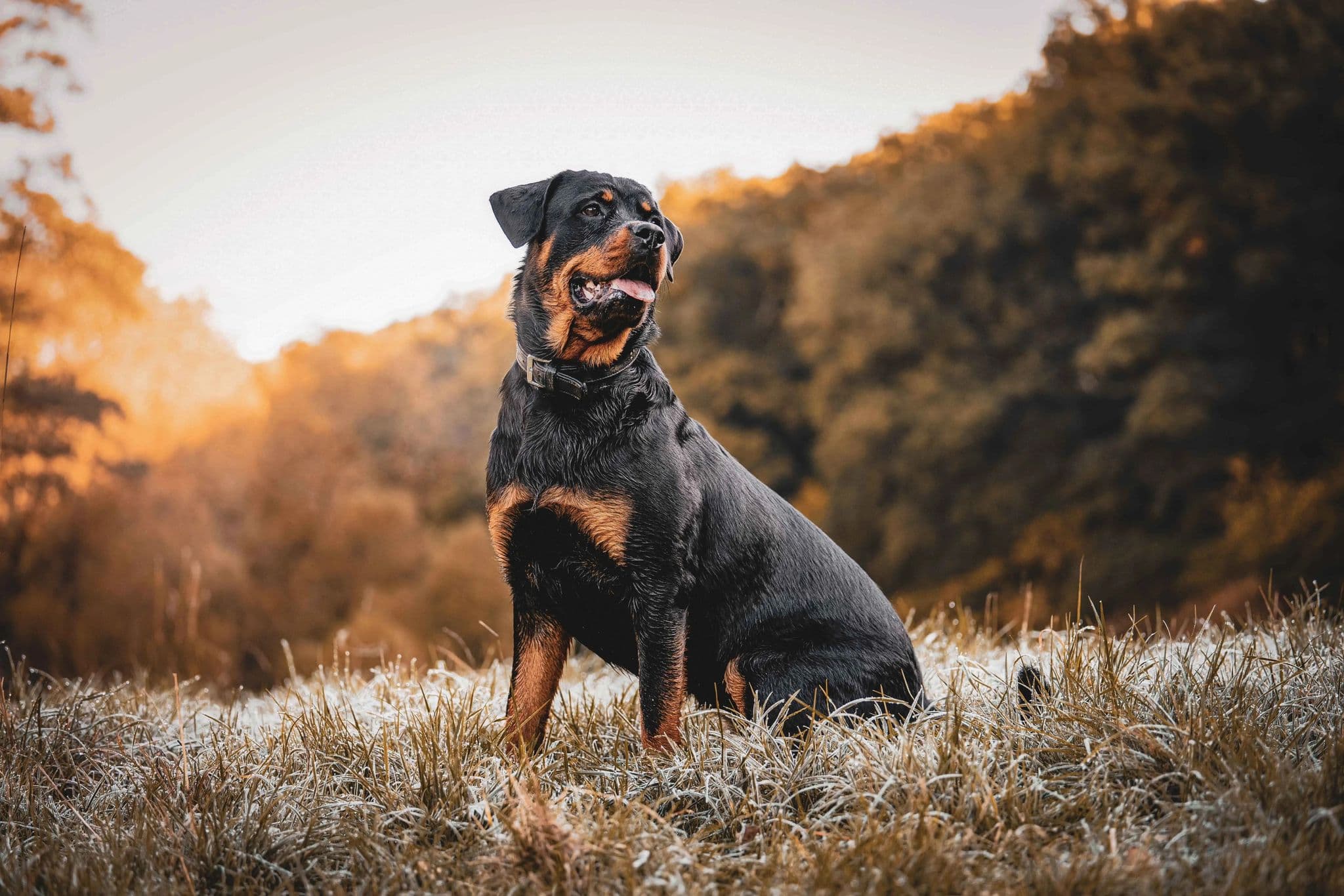 Dog enjoying flavoured yak chew