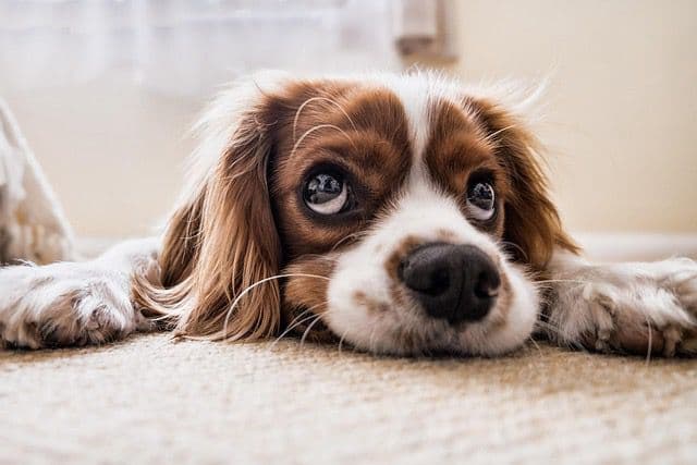 Adorable cavalier pup