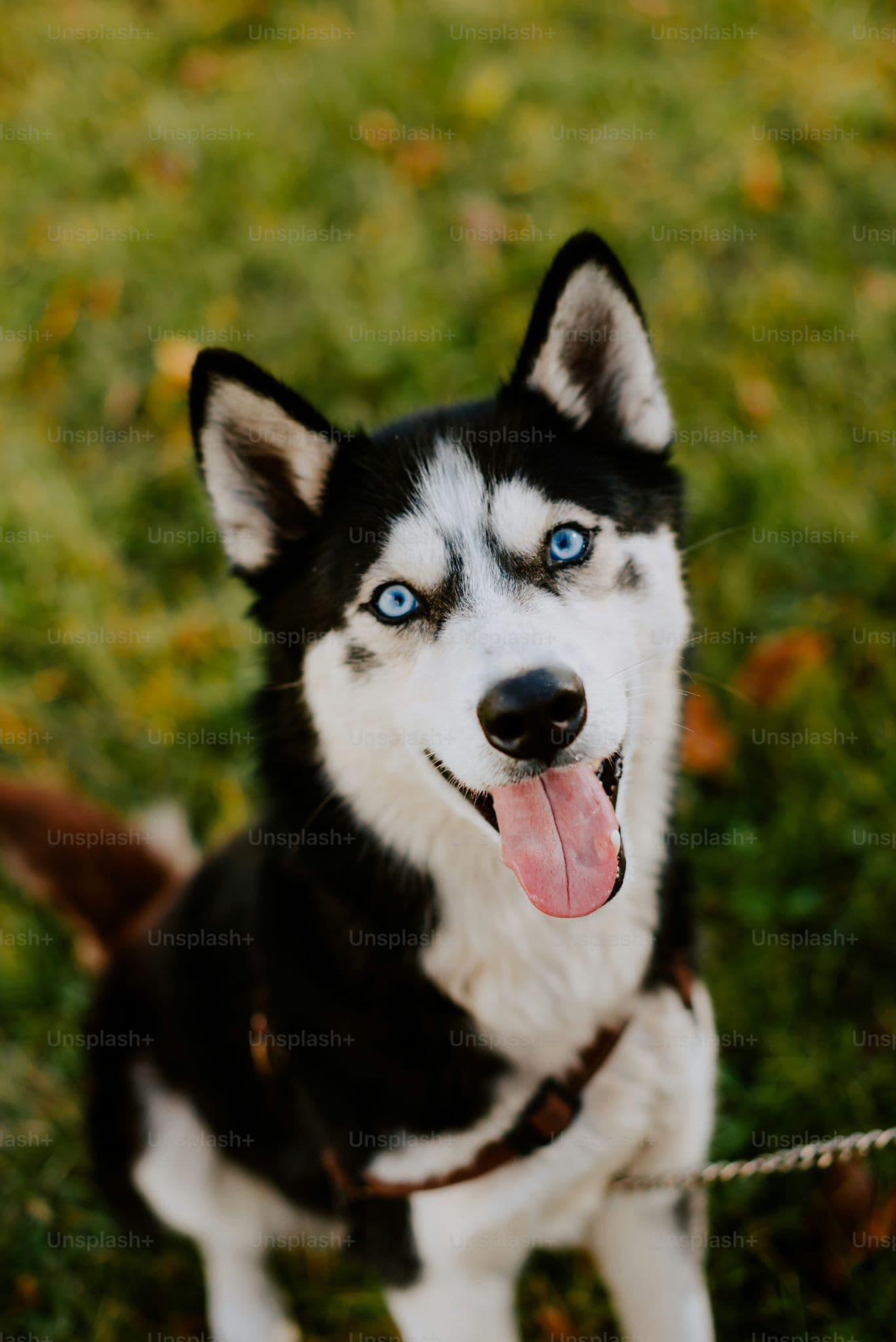 Blue-eyed husky
