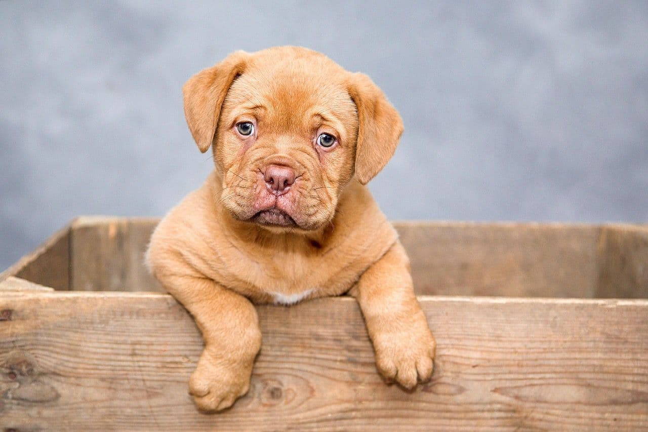 Puppy in wooden box