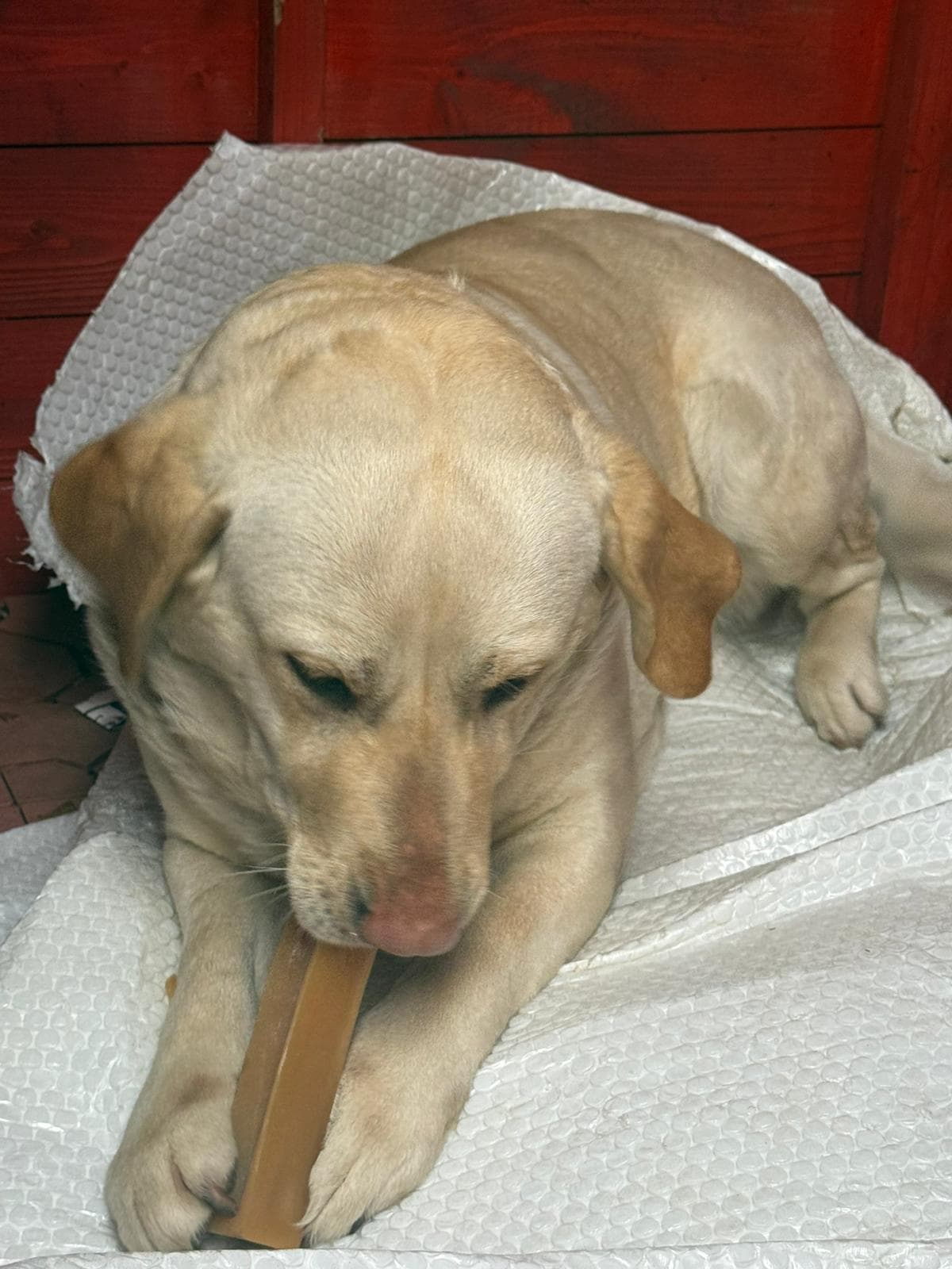 Happy dog enjoying a natural yak milk chew with total contentment