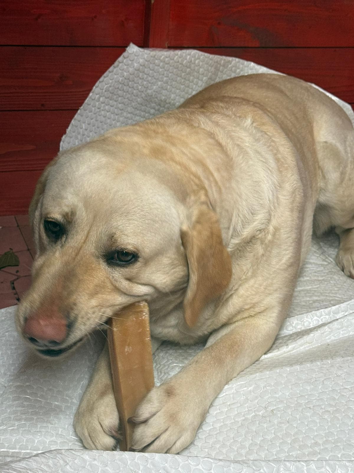Contented dog relaxing after enjoying a natural Highland Yak Chew