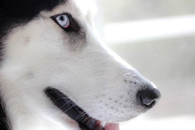 Husky close-up