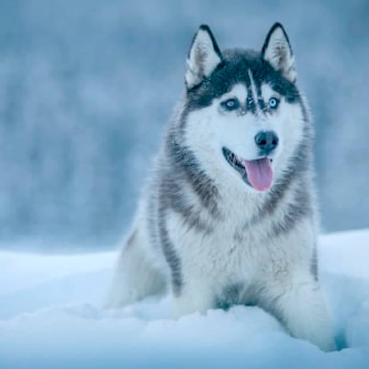 Snowy husky
