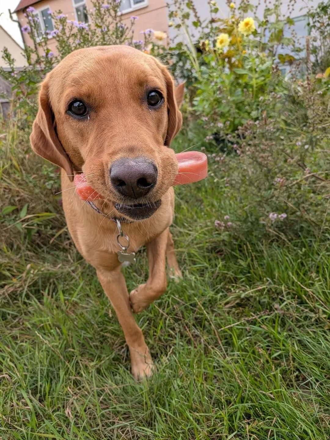 Fox red Labrador walking across a garden lawn carrying a strawberry Highland Yak Chew in its mouth