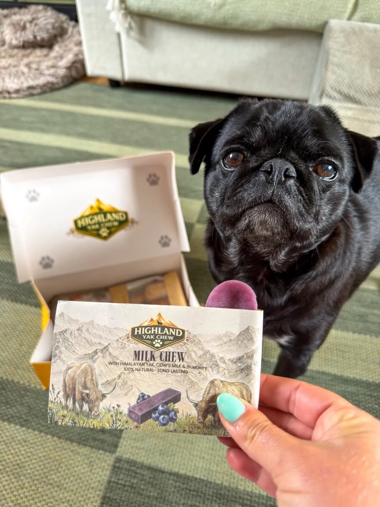 Black pug looking at a Highland Yak Chew gift box with a blueberry Milk Chew pack held in front of it