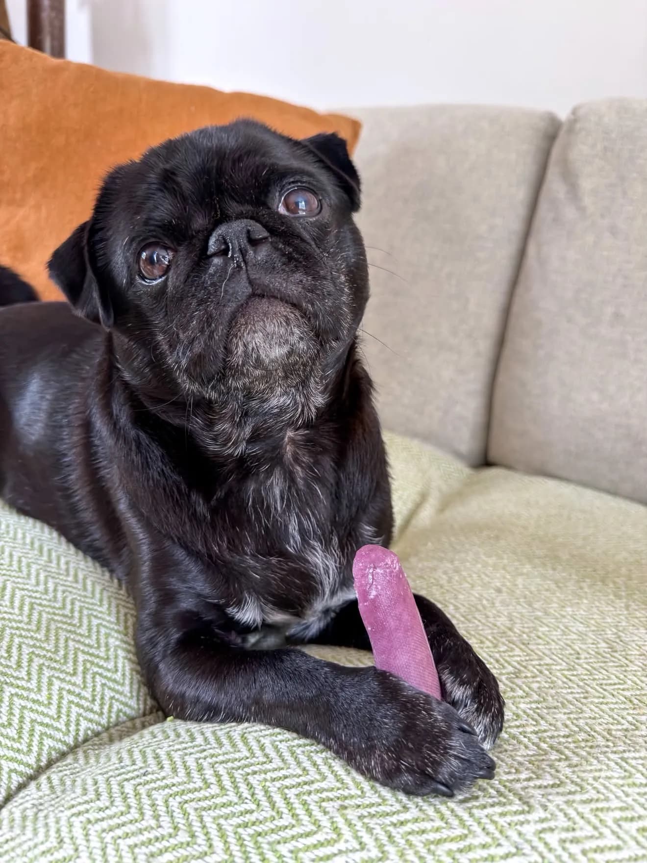 Black pug lying on a sofa holding a strawberry yak chew between its paws