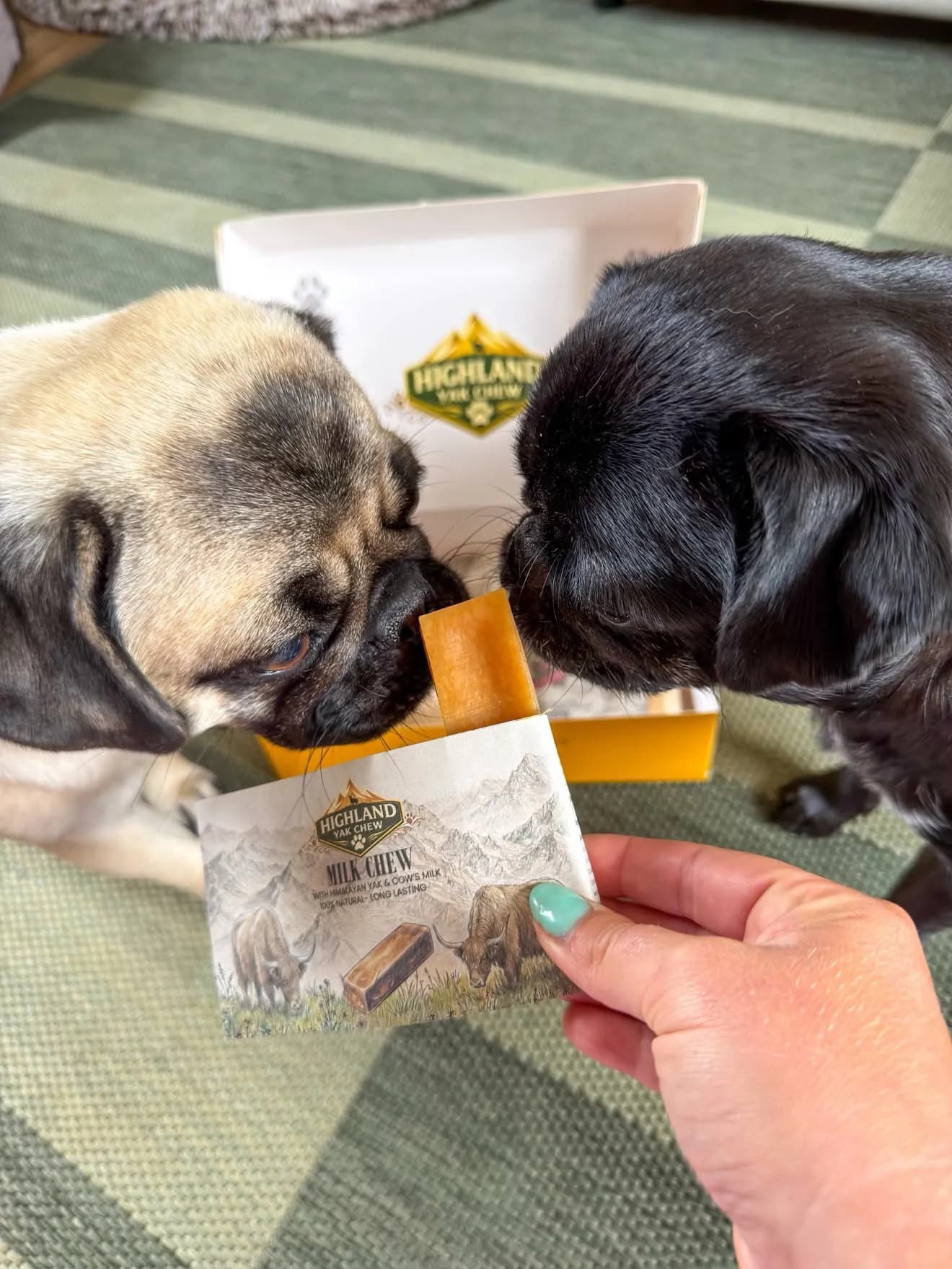 Two pugs sniffing a Highland Yak Chew pack held out to them in front of an open gift box