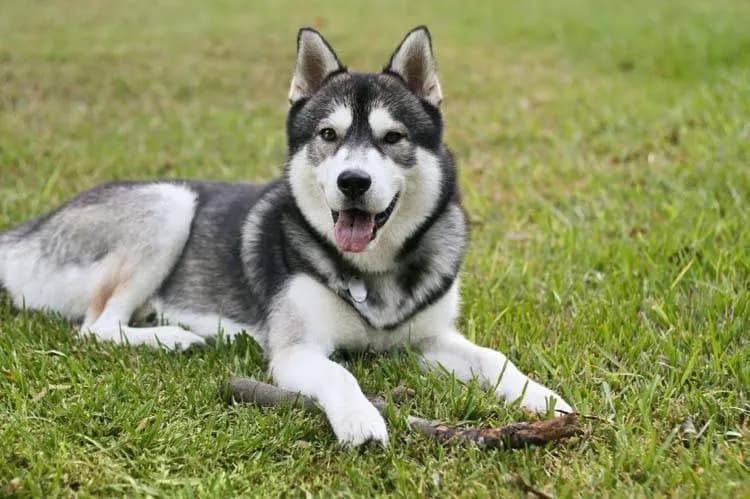 Happy dog with a yak chew