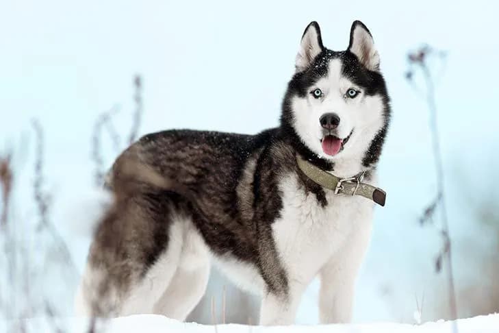 Highland dog in the mountains