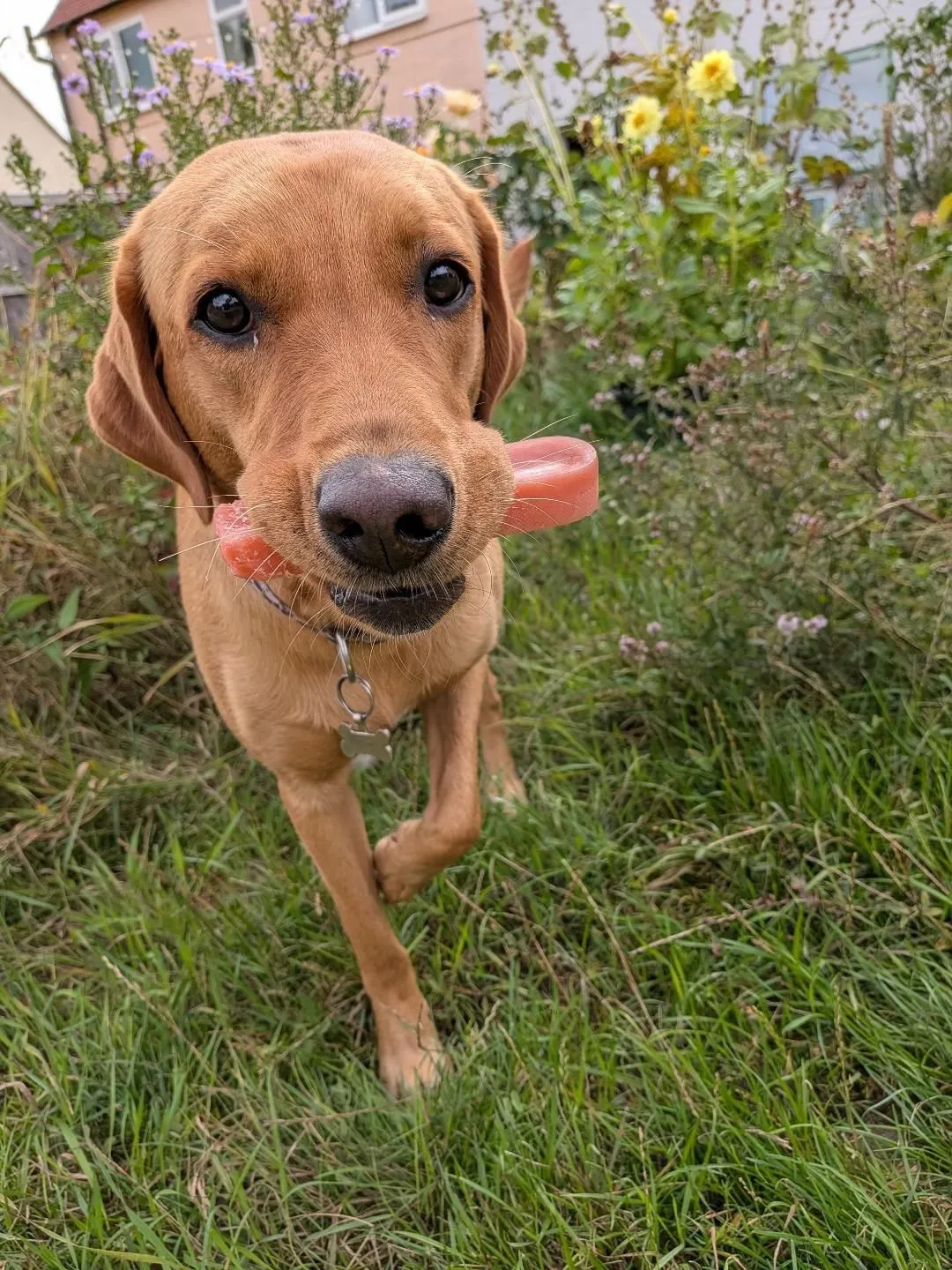 Dog with Highland Yak Chew