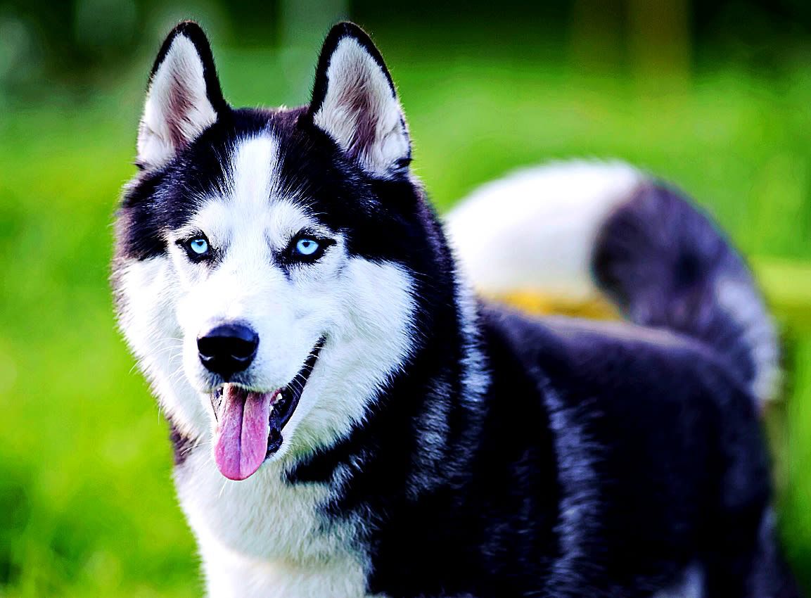 Dog with Highland Yak Chew