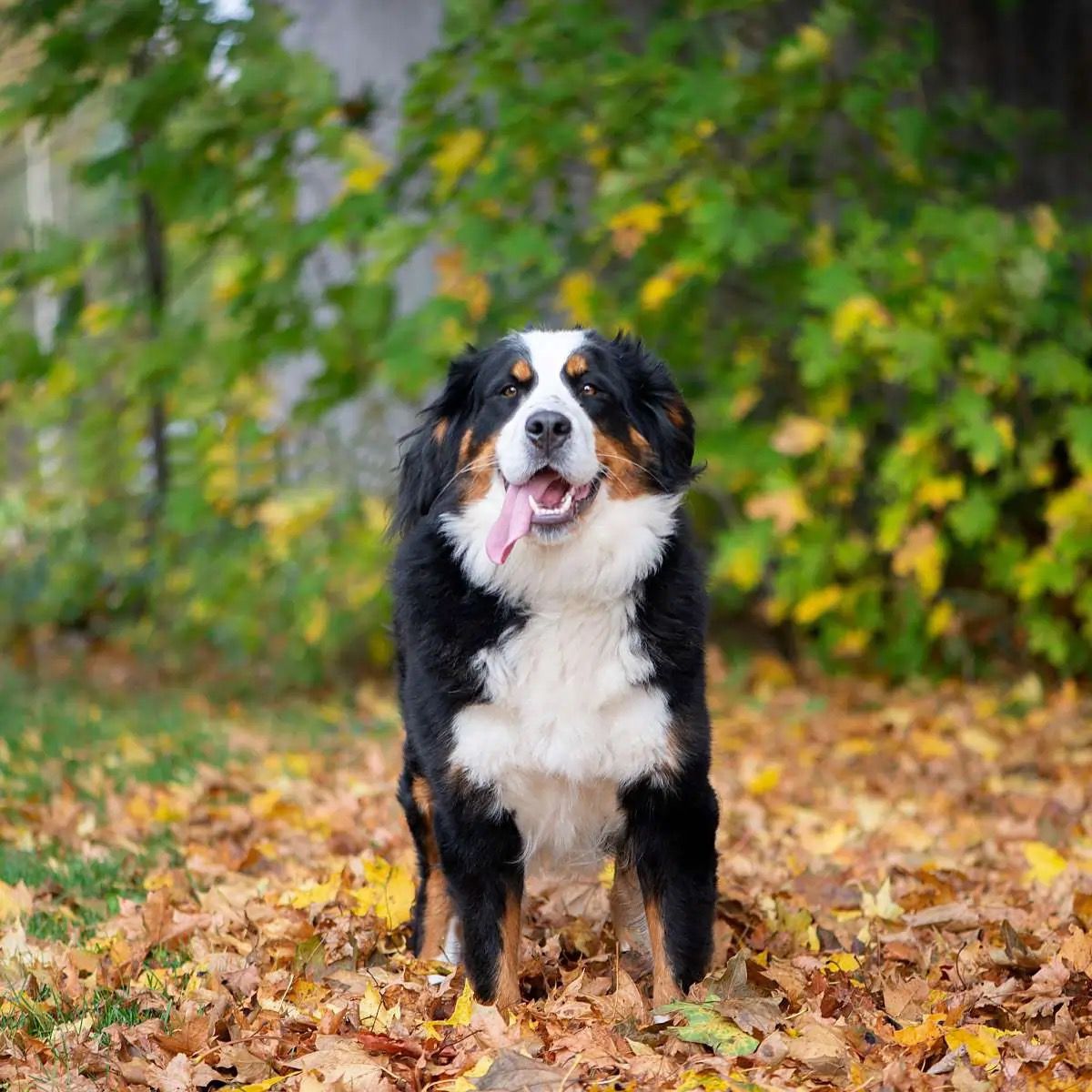Dog enjoying Highland Yak Chew