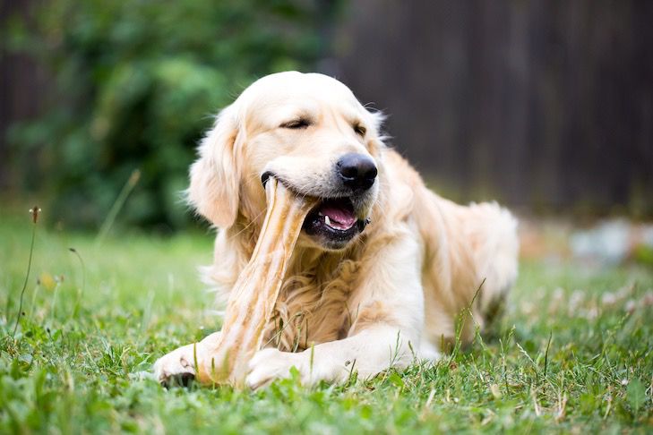 Happy dog with Highland Yak Chew